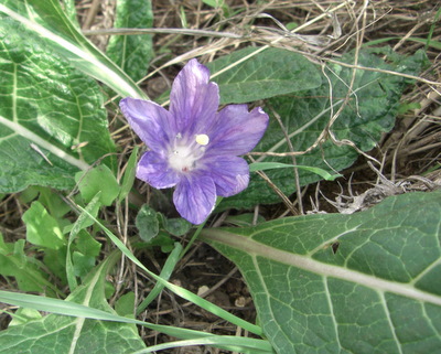 A variety of African Violet, a wild weed in Sicily.